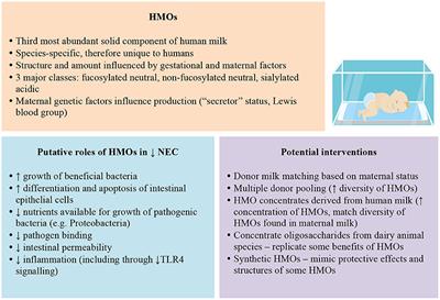 Tailoring Human Milk Oligosaccharides to Prevent Necrotising Enterocolitis Among Preterm Infants